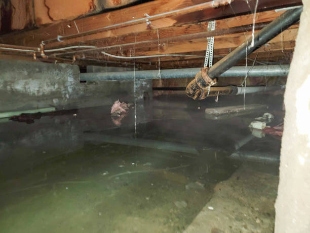 Best Flood damage cleanup  in Rowlett, TX